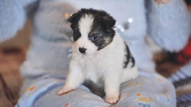 An ordinary breed puppy in the arms of a woman