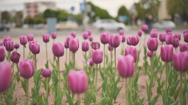 Pink tulips in a flowerbed in the city