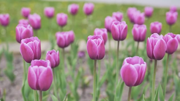 Pink tulips in a flowerbed in the city