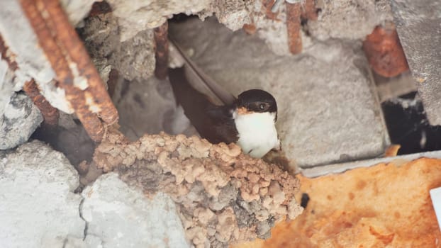 A swallow is nesting on the balcony of an apartment building