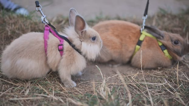 Two tame rabbits walk on the grass