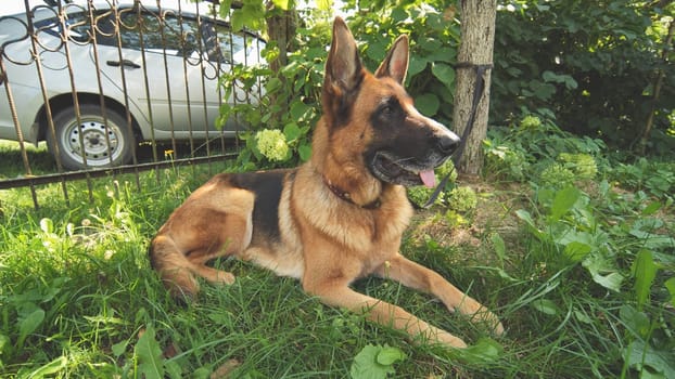 A German shepherd lying on the grass
