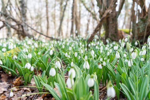 White snowdrops in the early spring in the forest. Beautiful footage of galanthus commonly known as snowdrop.