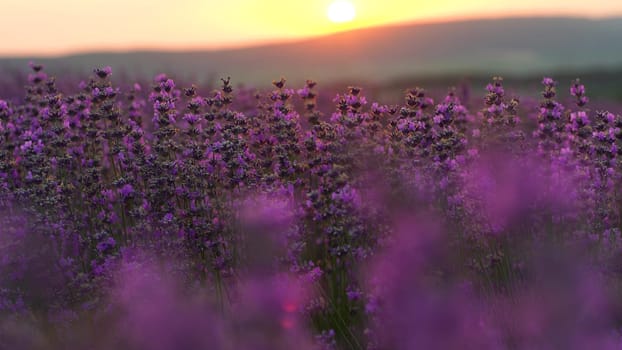 Lavender field at sunset. Blooming purple fragrant lavender flowers against the backdrop of a sunset sky.