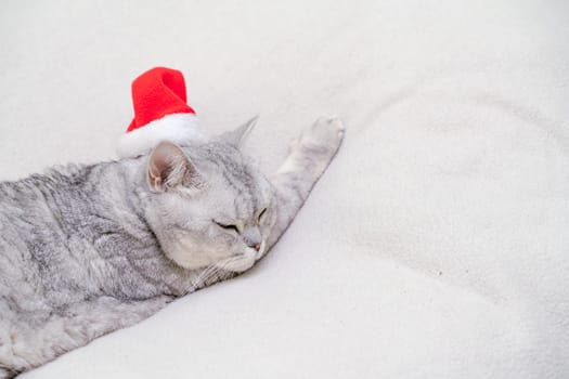 Scottish straight Christmas cat in a red santa hat sleeps on a white blanket. Pets, Christmas stories with pets