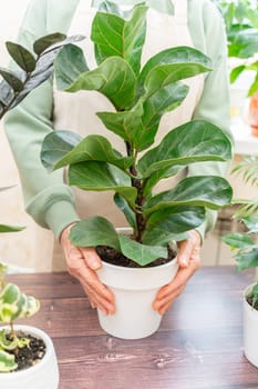 Home gardening, ficus lyrata hobby, freelancing, cozy workplace. Grandmother gardener housewife in an apron holds a pot of ficus lyrata in her hands.