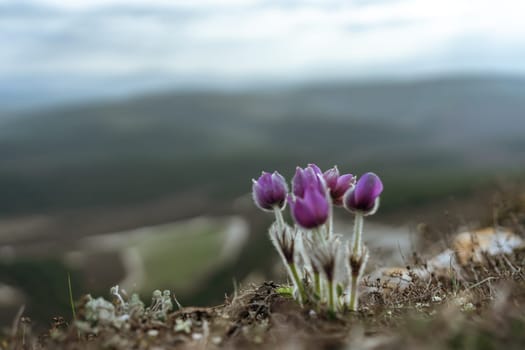 Dream grass spring flower. Pulsatilla blooms in early spring in forests and mountains. Purple pulsatilla flowers close up in the snow.