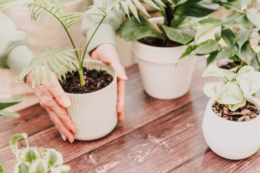 Home gardening, hobby, freelancing, cozy workplace. Grandmother gardener housewife in an apron holds a pot of Chamaedorea elegans in her hands.