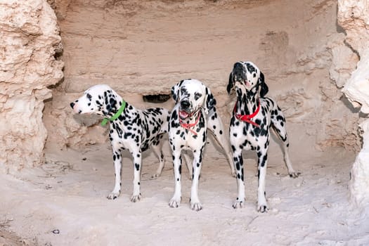 Portrait of three beautiful young Dalmatian dogs standing in a cave.