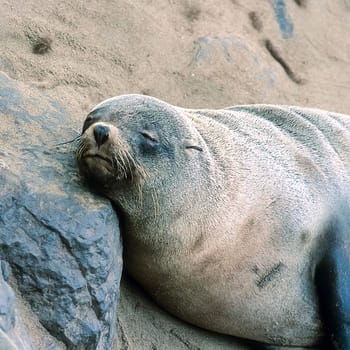 Cape Fur Seal, (Arctocephalus pusillus), Africa, Namibia, Erongo, Cape Cross