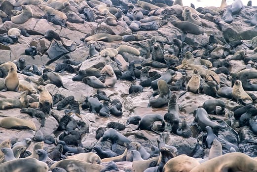 Cape Fur Seal, (Arctocephalus pusillus), Africa, Namibia, Erongo, Cape Cross