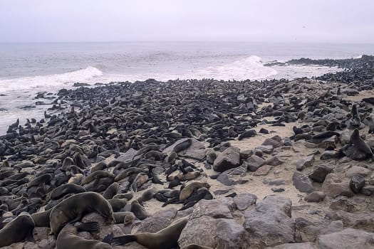 Cape Fur Seal, (Arctocephalus pusillus), Africa, Namibia, Erongo, Cape Cross