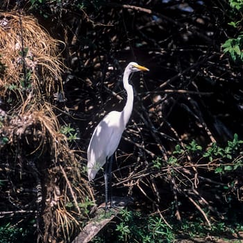 Great White Egret (Egretta alba), Selous Game Reserve, Morogoro, Tanzania, Africa