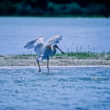 African Spoonbill (Platalea alba), Selous Game Reserve, Morogoro, Tanzania, Africa