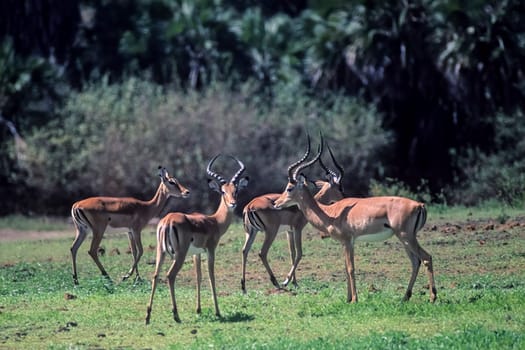 Impala (Aepyceros melampus), Selous Game Reserve, Morogoro, Tanzania, Africa