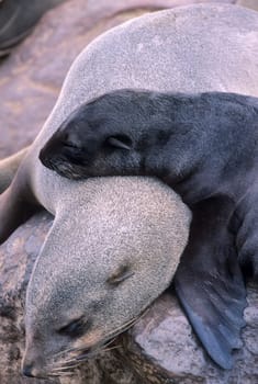 Cape Fur Seal, (Arctocephalus pusillus), Africa, Namibia, Erongo, Cape Cross