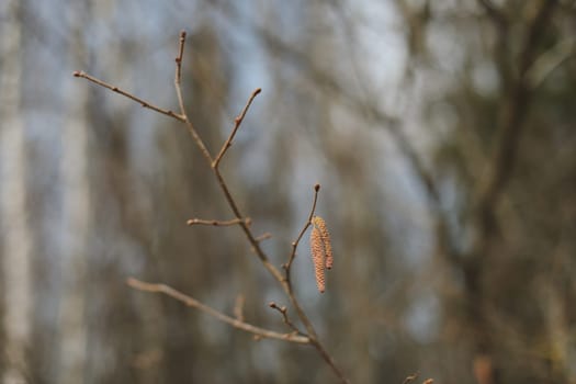 Close-up of birch chains. Birch buds in spring, on a branch. Earrings with yellow birch buds on the blurred nature background