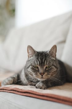 adorable shorthair gray tabby cat relaxing on bed