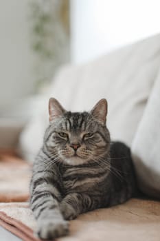 adorable shorthair gray tabby cat relaxing on bed