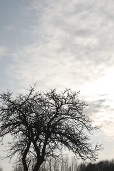 Apple Tree in early spring. View from below. melting snow in march. Early spring in the garden