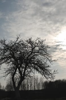 Apple Tree in early spring. View from below. melting snow in march. Early spring in the garden