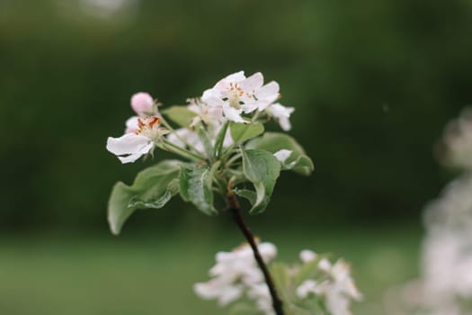 spring background with white flowers and apple leaves. Blur spring blossom background.