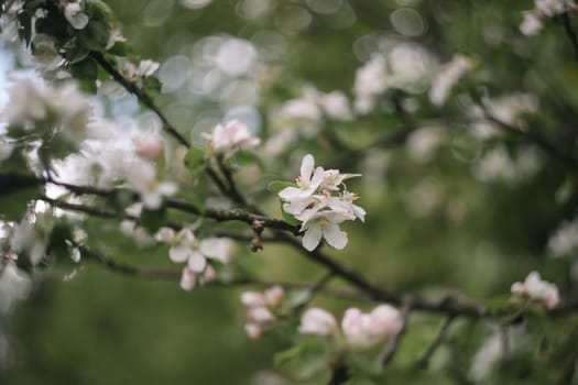 spring background with white flowers and apple leaves. Blur spring blossom background.