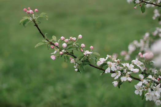 spring background with white flowers and apple leaves. Blur spring blossom background.