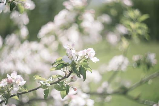 spring background with white flowers and apple leaves. Blur spring blossom background.