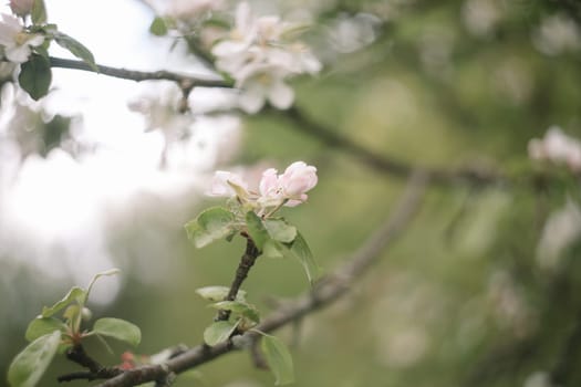 spring background with white flowers and apple leaves. Blur spring blossom background.