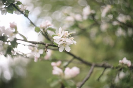 spring background with white flowers and apple leaves. Blur spring blossom background.