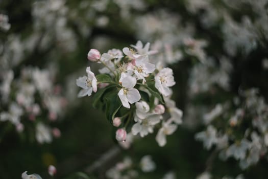 spring background with white flowers and apple leaves. Blur spring blossom background.