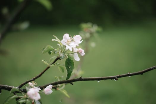 spring background with white flowers and apple leaves. Blur spring blossom background.