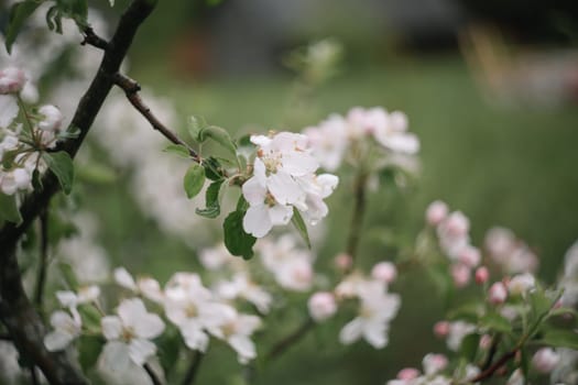 spring background with white flowers and apple leaves. Blur spring blossom background.