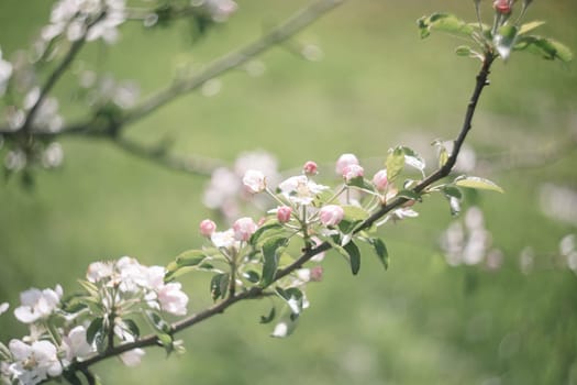 spring background with white flowers and apple leaves. Blur spring blossom background.