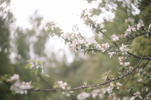 spring background with white flowers and apple leaves. Blur spring blossom background.