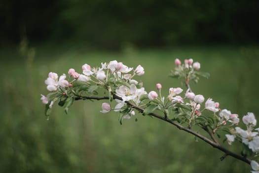 spring background with white flowers and apple leaves. Blur spring blossom background.