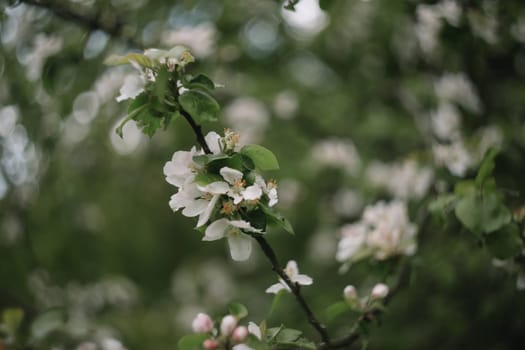 spring background with white flowers and apple leaves. Blur spring blossom background.