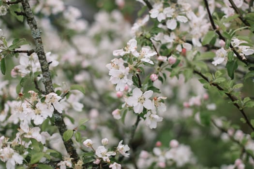 spring background with white flowers and apple leaves. Blur spring blossom background.