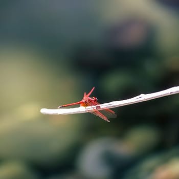 Dragon Fly in warmquelle pool, Kaokoland, Namibia, Africa