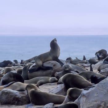 Cape Fur Seal, (Arctocephalus pusillus), Africa, Namibia, Erongo, Cape Cross