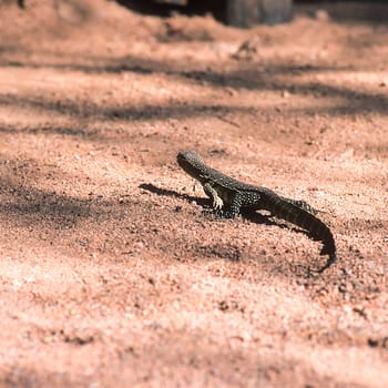Savannah monitor (Varanus exanthematicus) is a medium-sized species of monitor lizard native to Africa.