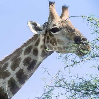 Giraffe, (Giraffa camelopardalis), Africa, Namibia, Oshikoto, Etosha National Park