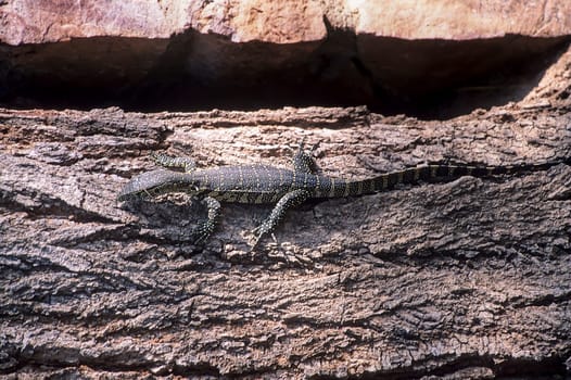 Savannah monitor (Varanus exanthematicus) is a medium-sized species of monitor lizard native to Africa.