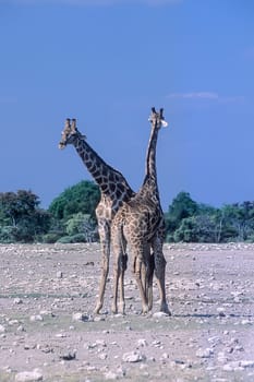 Giraffe, (Giraffa camelopardalis), Africa, Namibia, Oshikoto, Etosha National Park
