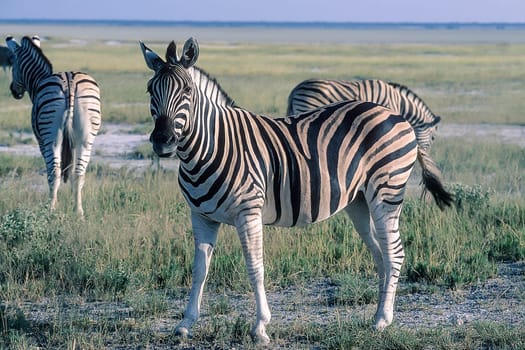 Plains Zebra, (Equus burchellii), Africa, Namibia, Oshikoto, Etosha National Park