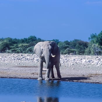 Elephant, (Loxodonta africana), Africa, Namibia, Oshikoto, Etosha National Park