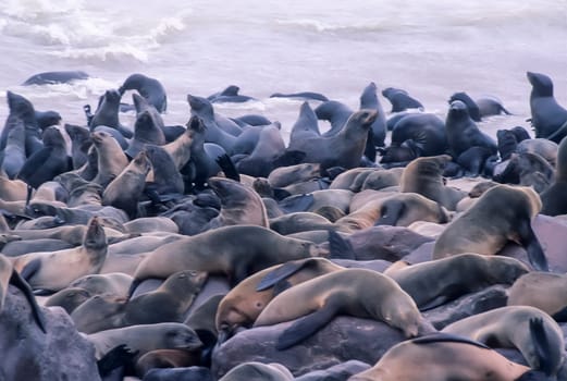 Cape Fur Seal, (Arctocephalus pusillus), Africa, Namibia, Erongo, Cape Cross