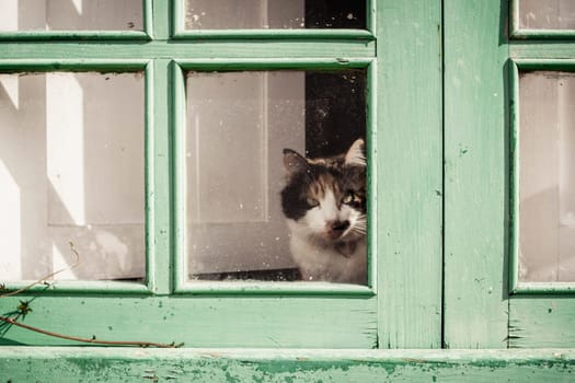 Domestic housecat looking through the glass of a weathered green window