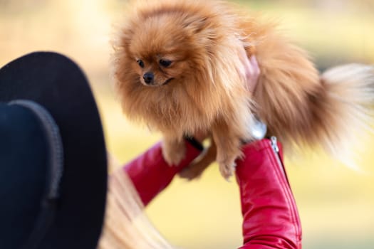 Pomeranian holding hands. A young woman holds a Pomeranian mini-pomeranian in her arms while walking through an autumn park. A woman wearing a red jacket and a black hat